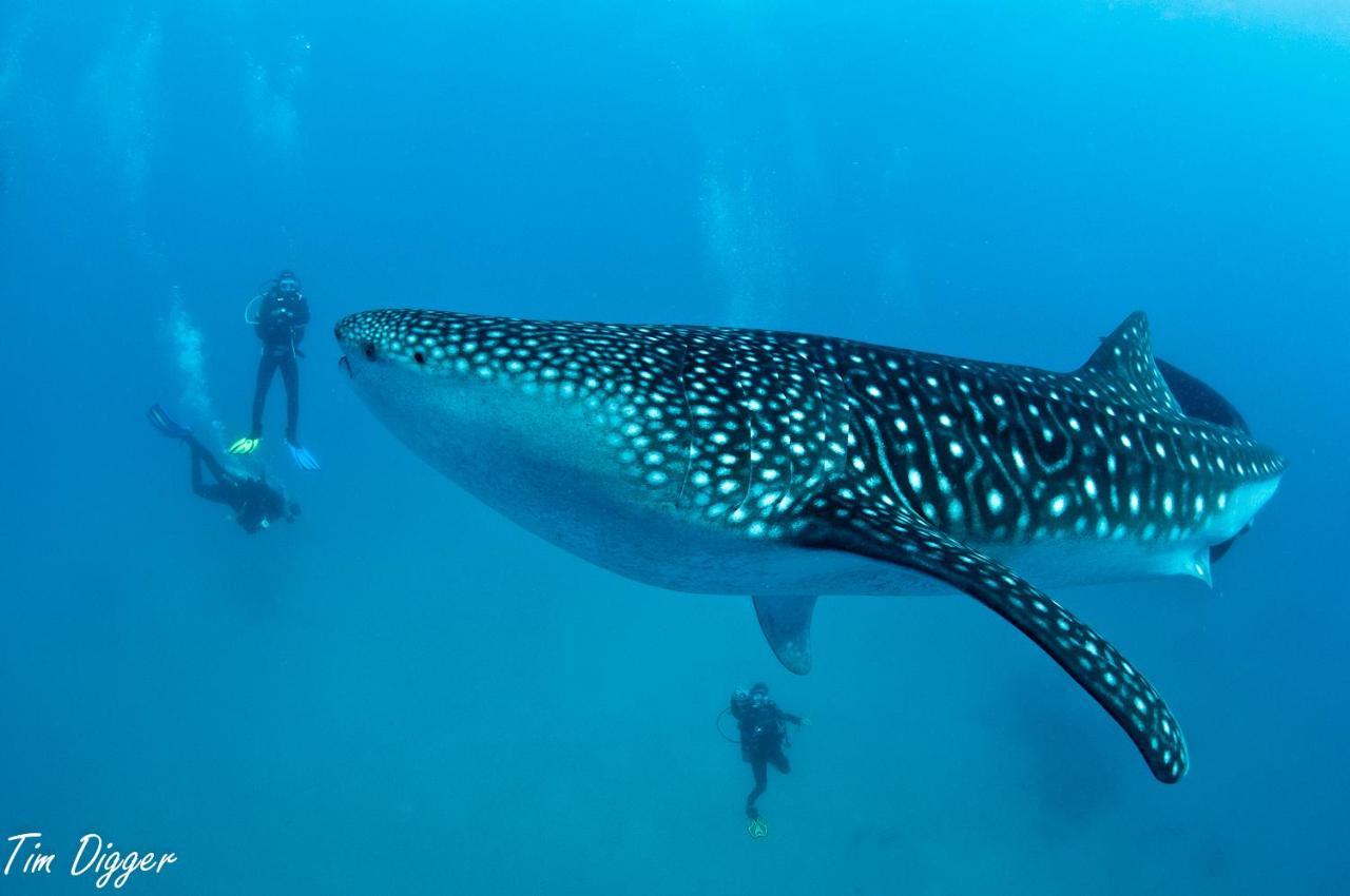 Turtle Bay Dive Resort Moalboal Εξωτερικό φωτογραφία