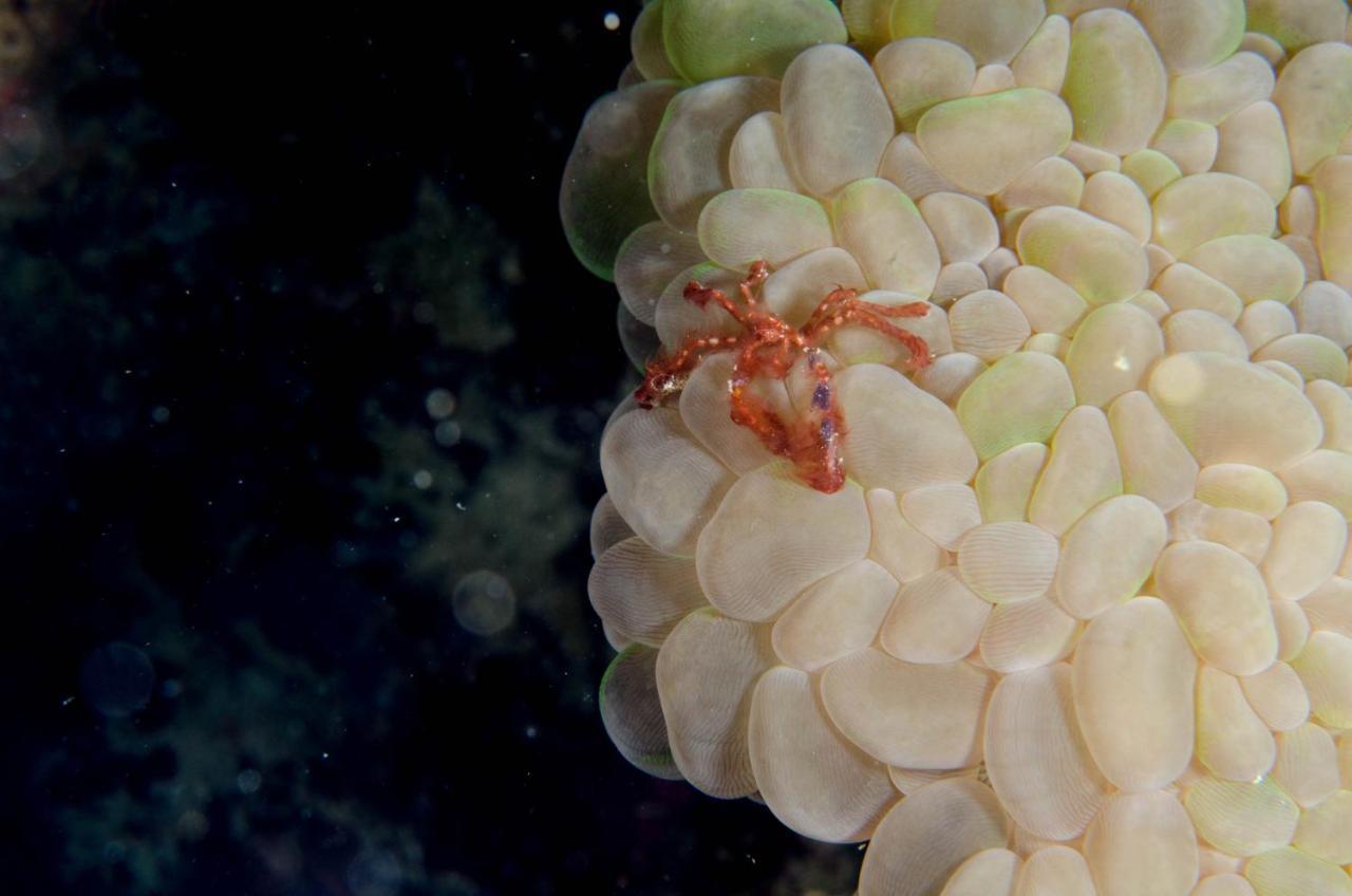 Turtle Bay Dive Resort Moalboal Εξωτερικό φωτογραφία